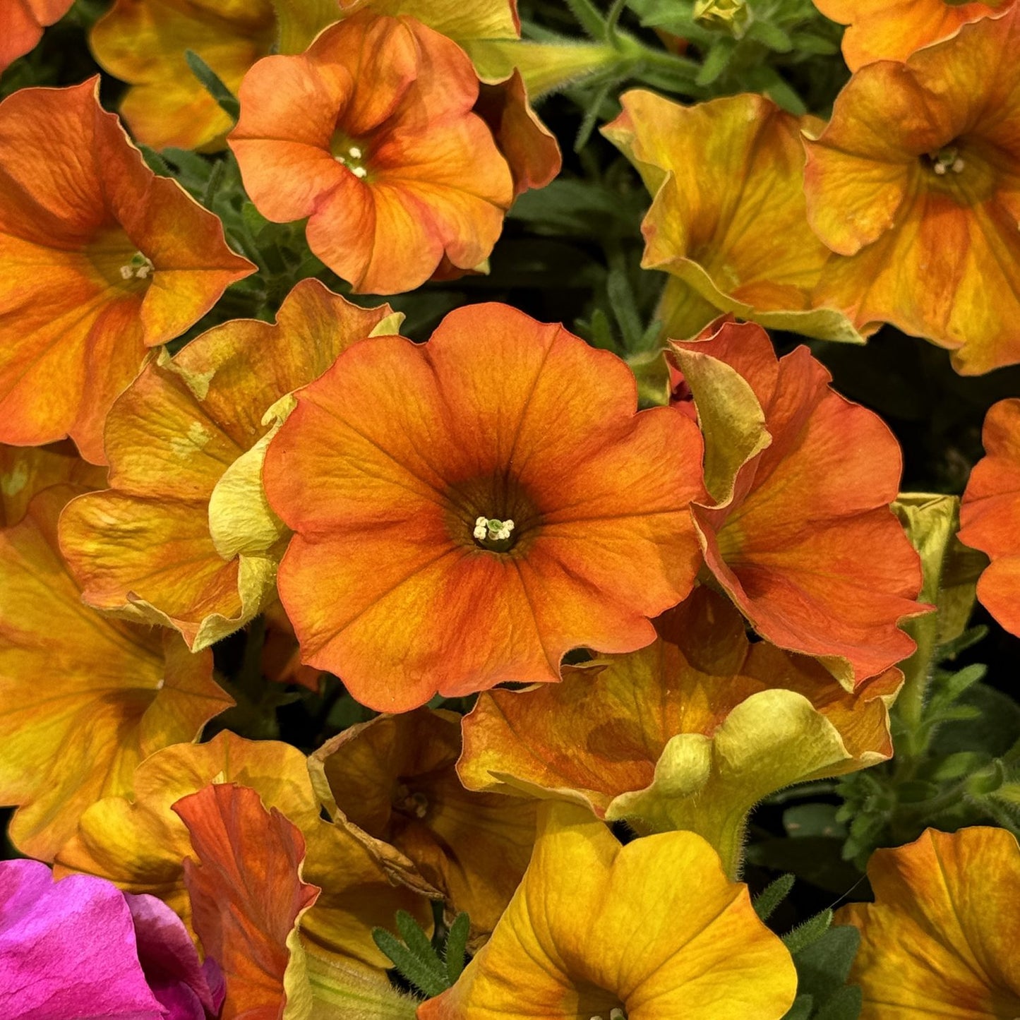 Close-up of Supercal® Premium Sunset Orange Petchoa flowers in full bloom with green leaves and a touch of pink. Vibrant petals feature rich color gradients and delicate textures - Photo Property of Garden Crossings LLC.
