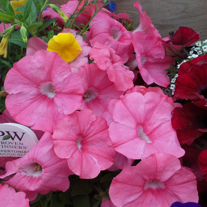 Supertunia® Bermuda Beach® Petunia - Photo Property of Garden Crossings LLC