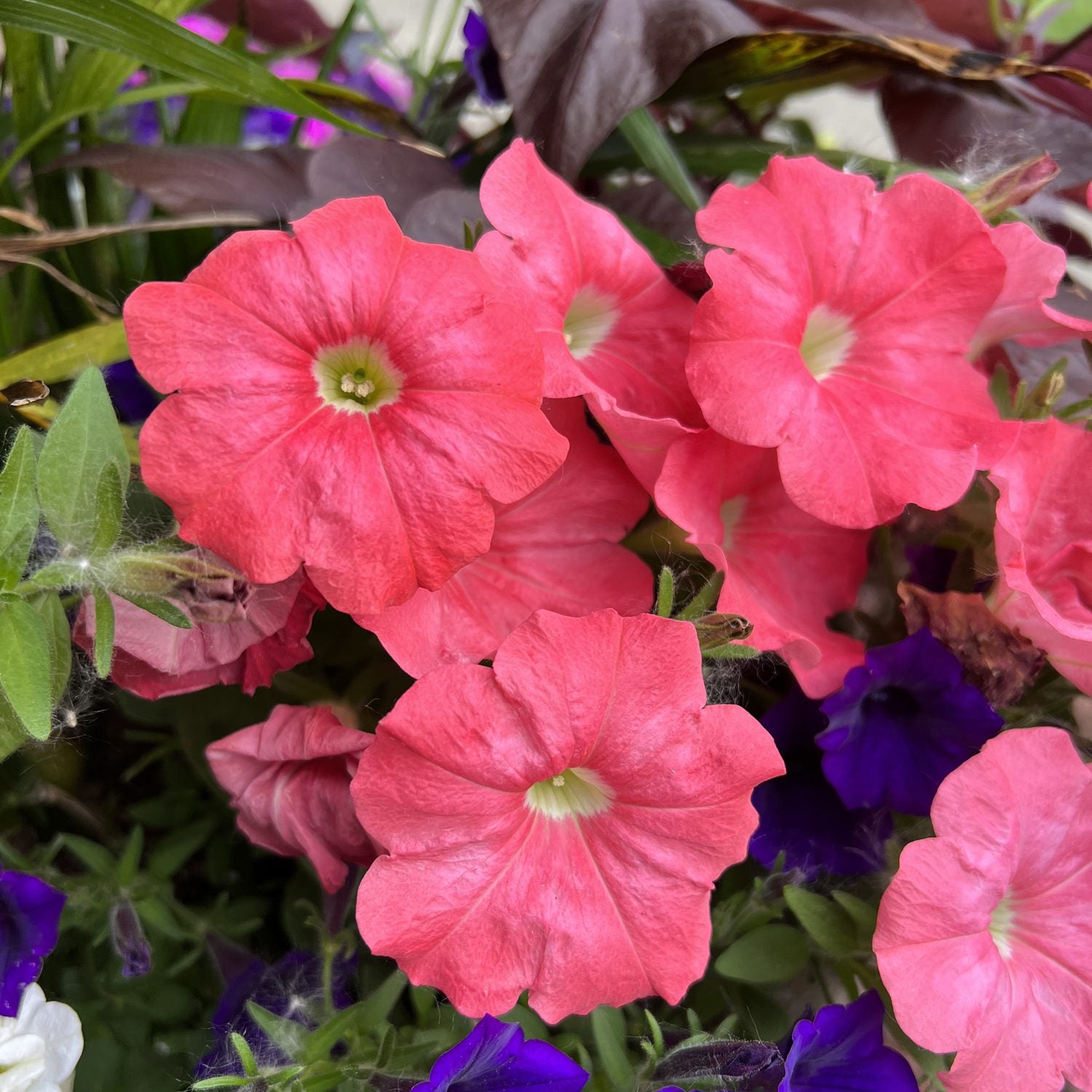 Supertunia® Bermuda Beach® Petunia - Photo Property of Garden Crossings LLC