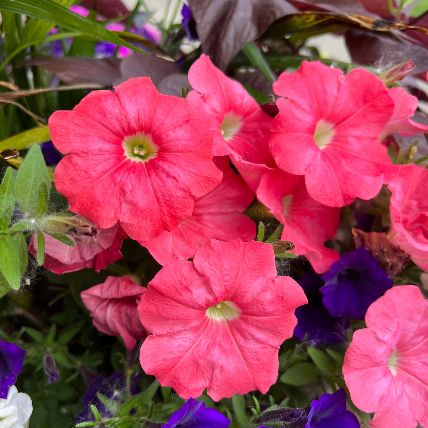 Supertunia® Bermuda Beach® Petunia - Photo Property of Garden Crossings LLC