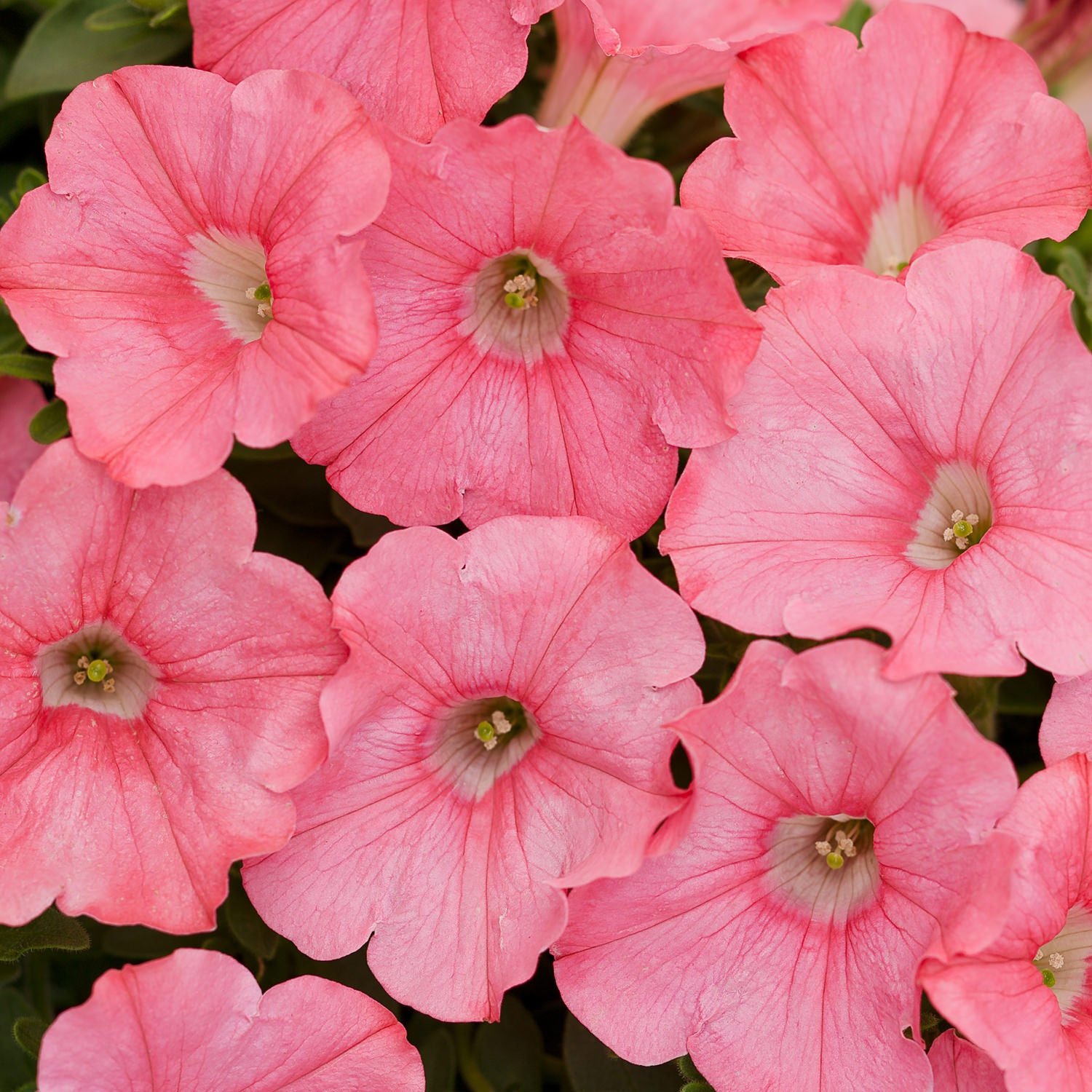 Supertunia® Bermuda Beach® Petunia - Photo Courtesy of Proven Winners, Inc.