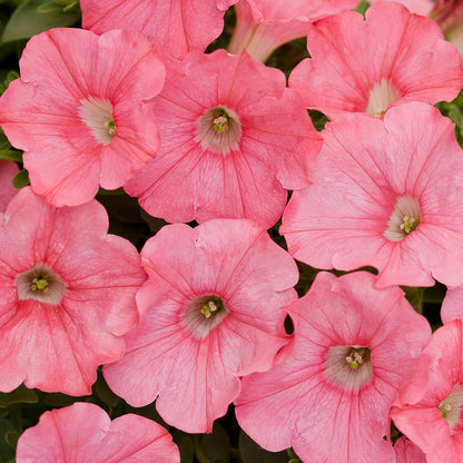 Supertunia® Bermuda Beach® Petunia - Photo Courtesy of Proven Winners, Inc.