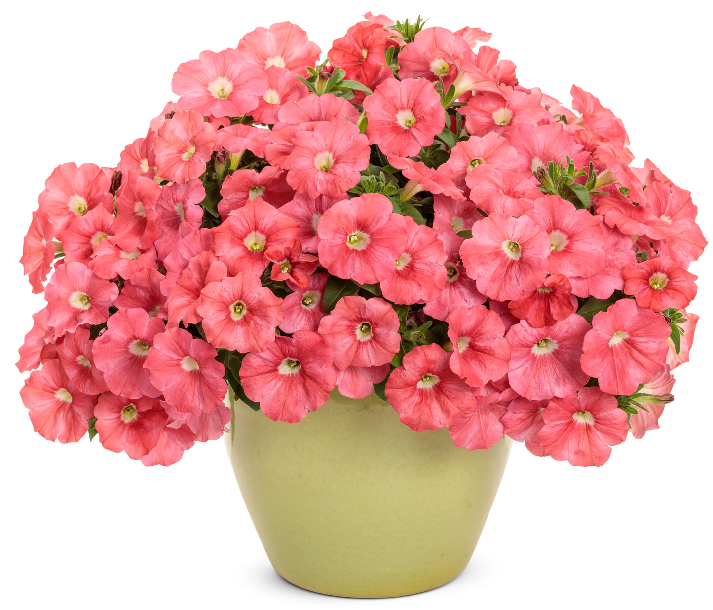 Supertunia® Bermuda Beach® Petunia - Photo Courtesy of Proven Winners, Inc.