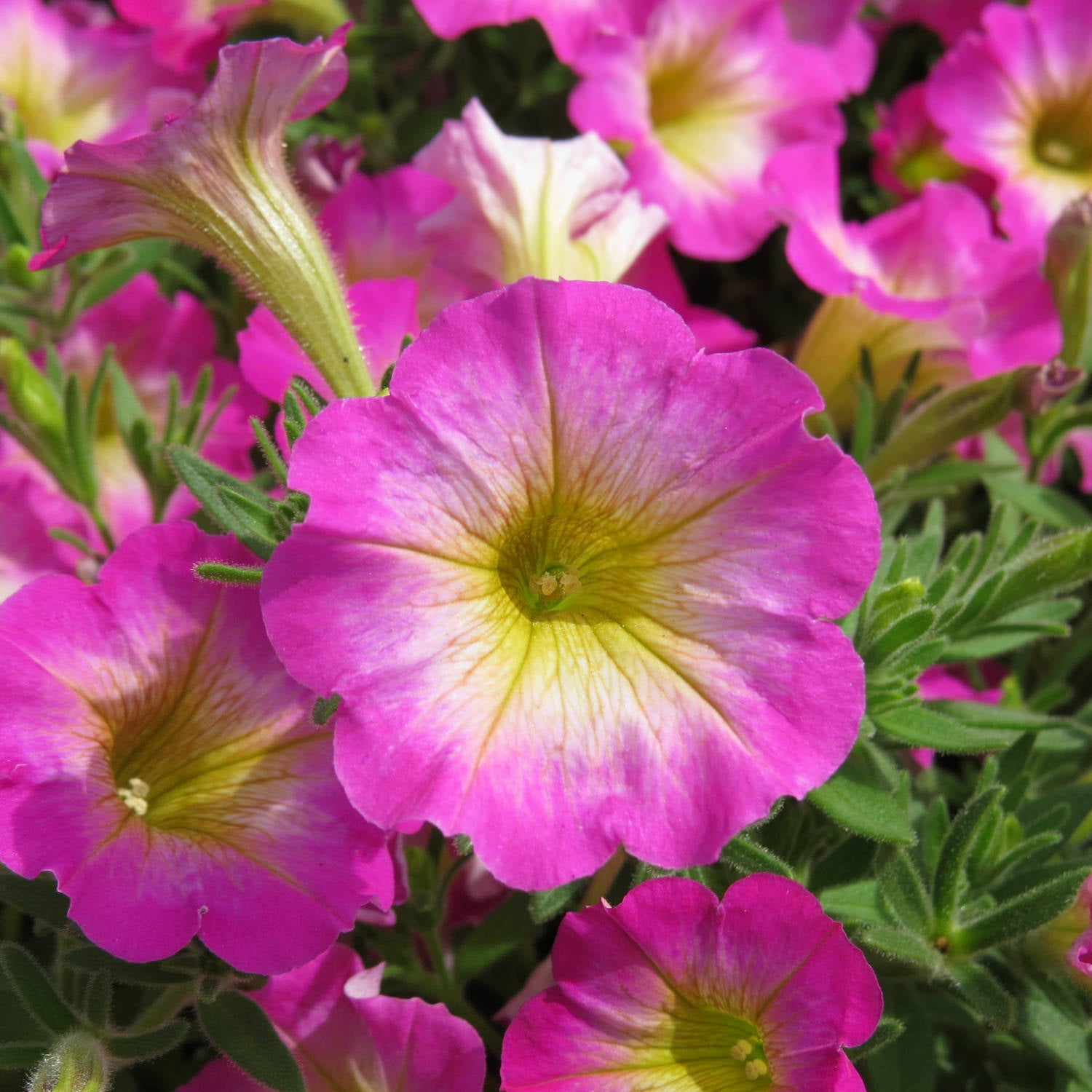 Close-up of Supertunia® Daybreak Charm Petunia with vivid pink petals and yellow centers amid lush green leaves - Photo Courtesy of Proven Winners, Inc.