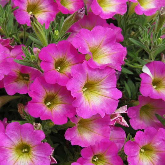 Supertunia® Daybreak Charm Petunia - Photo Courtesy of Proven Winners, Inc.