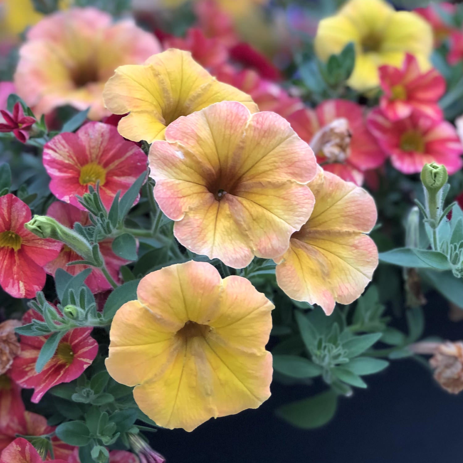 Supertunia® Honey™ Petunia - Photo Property of Garden Crossings LLC