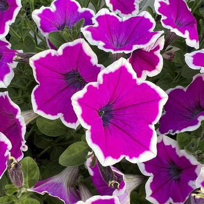 Supertunia® Hoopla™ Vivid Orchid™ Petunia features bright magenta, bi-color blooms with white edges and a dark center, funnel-shaped flowers, and lush green leaves - Photo Property of Garden Crossings LLC.