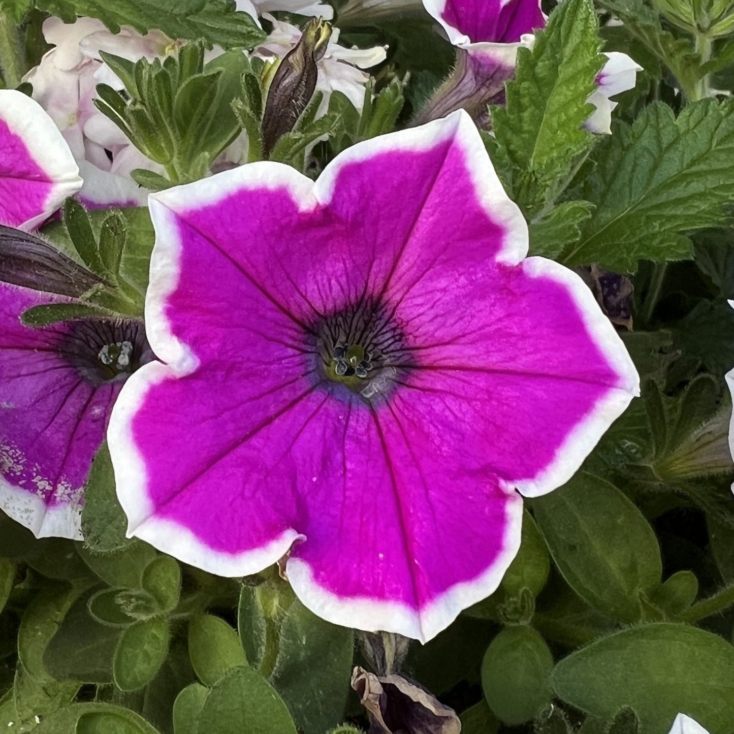 A close-up of Supertunia® Hoopla™ Vivid Orchid™ Petunia, a striking bi-color petunia with white-edged petals, surrounded by green foliage and other purple blooms - Photo Property of Garden Crossings LLC.