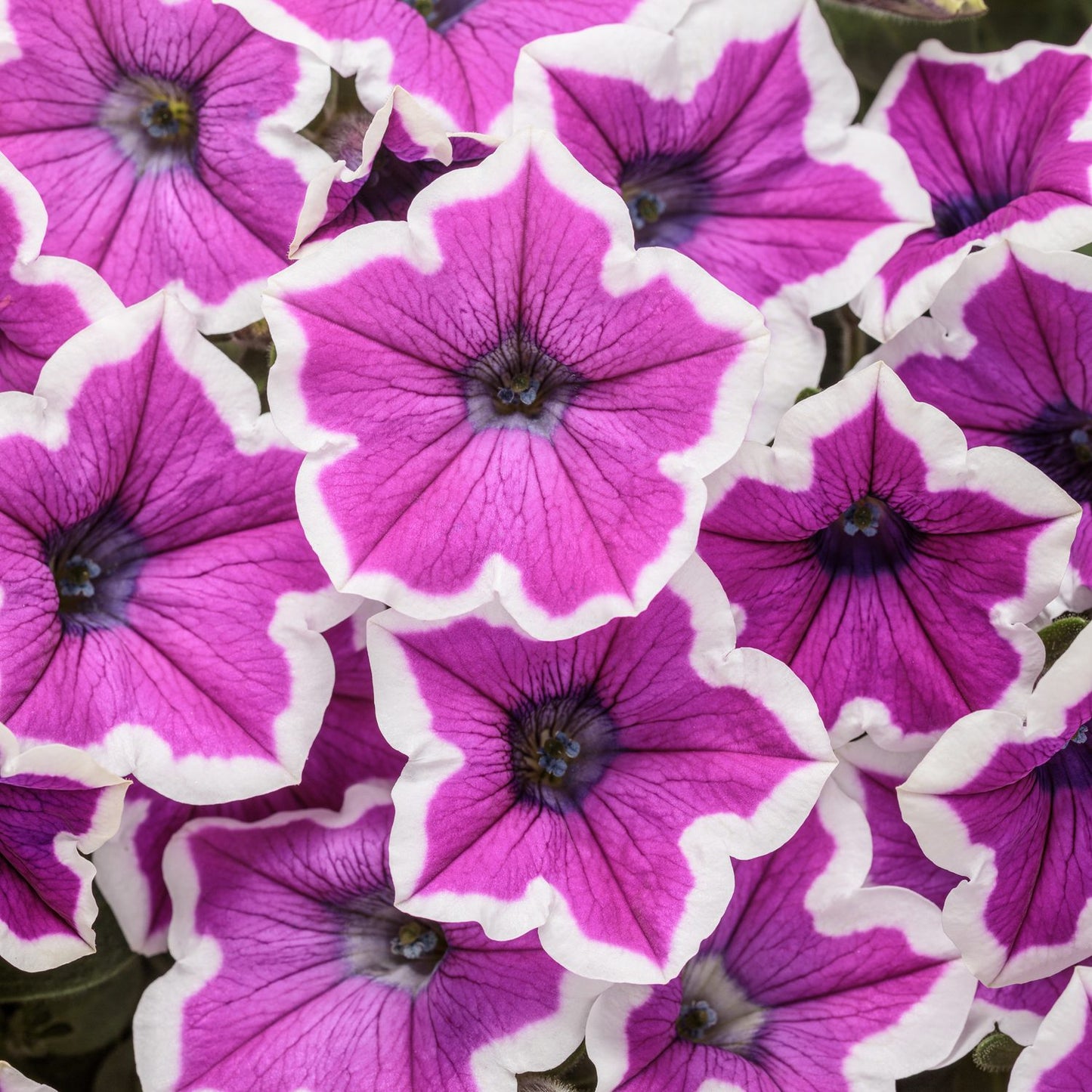 A cluster of Supertunia® Hoopla™ Vivid Orchid™ Petunia flowers with white-edged petals and dark centers forms a striking display - Photo Courtesy of Proven Winners, Inc.