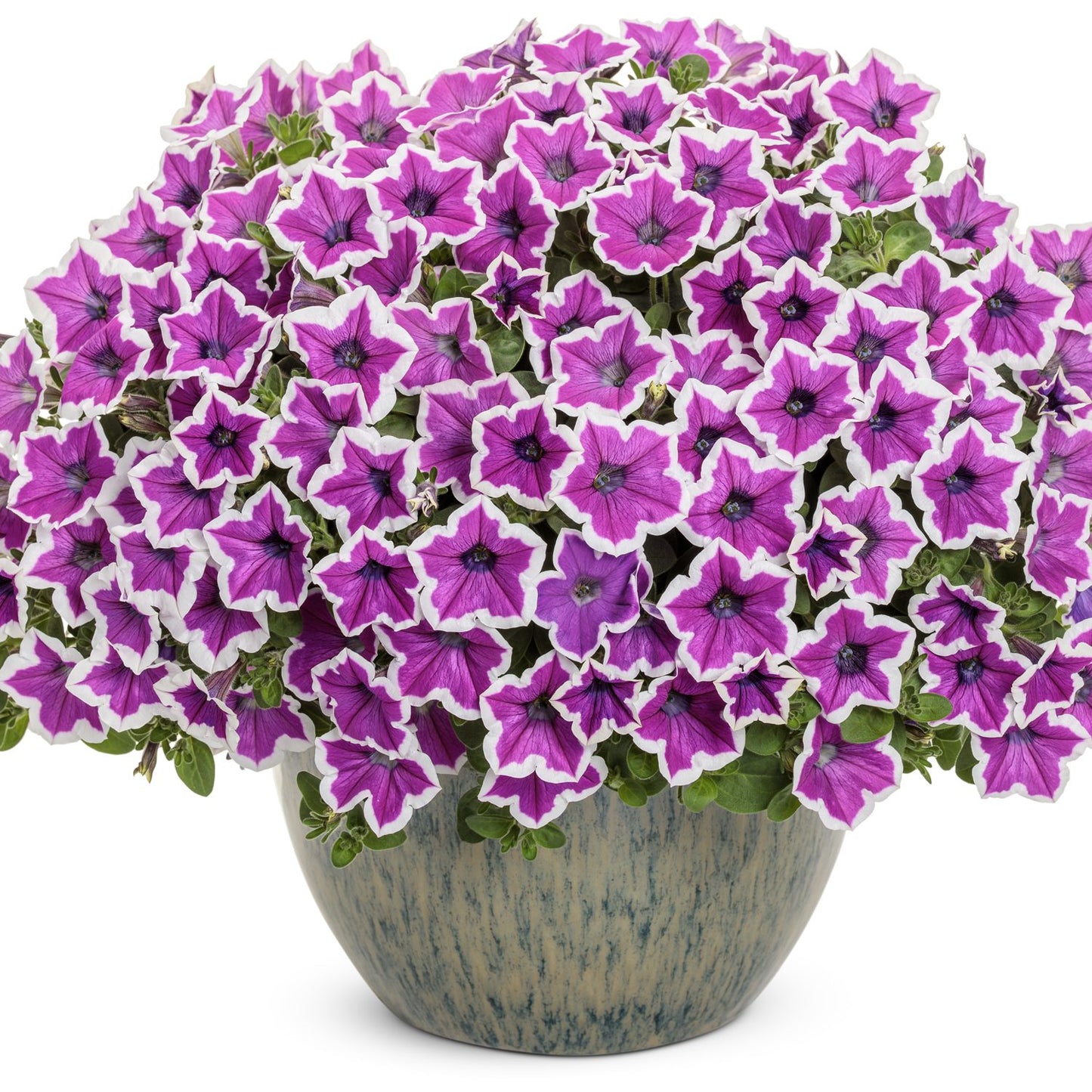 A ceramic pot brims with Supertunia® Hoopla™ Vivid Orchid™ Petunia, featuring eye-catching purple blooms with white-edged petals and dark centers for an impressive, colorful garden display - Photo Courtesy of Proven Winners, Inc. Decorative pot not included.