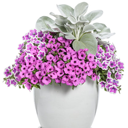 A white ceramic pot showcases vibrant Supertunia® Hoopla™ Vivid Orchid™ Petunias and silvery-gray dusty miller, creating a colorful, textured arrangement known for exceptional garden performance - Photo Courtesy of Proven Winners, Inc. Decorative pot not included.