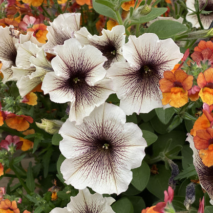 Supertunia® Latte™ Petunia - Photo Property of Garden Crossings LLC