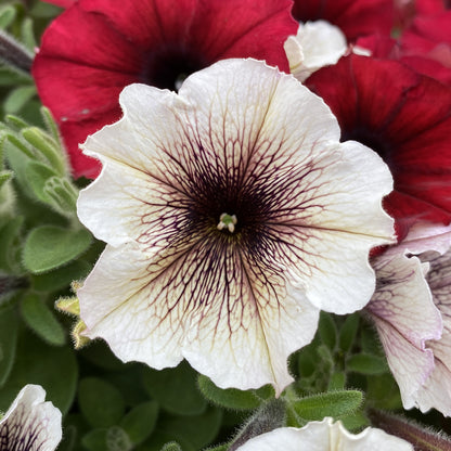 Supertunia® Latte™ Petunia - Photo Property of Garden Crossings LLC