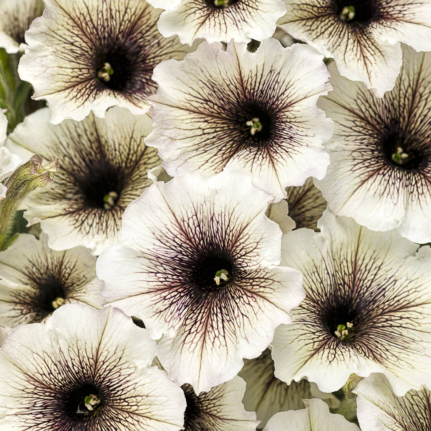 Supertunia® Latte™ Petunia - Photo Courtesy of Proven Winners, Inc.