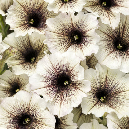 Supertunia® Latte™ Petunia - Photo Courtesy of Proven Winners, Inc.