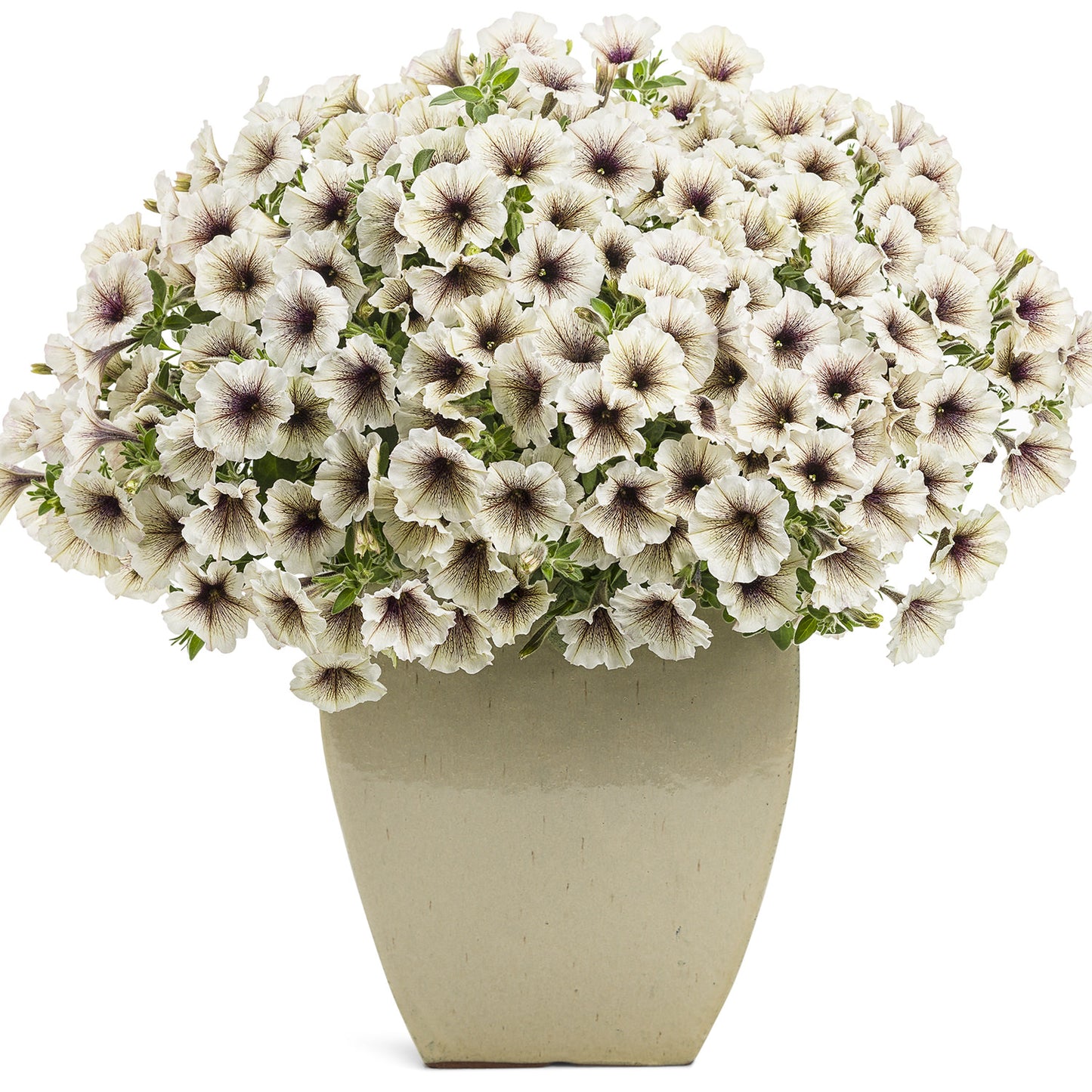 Supertunia® Latte™ Petunia - Photo Courtesy of Proven Winners, Inc.