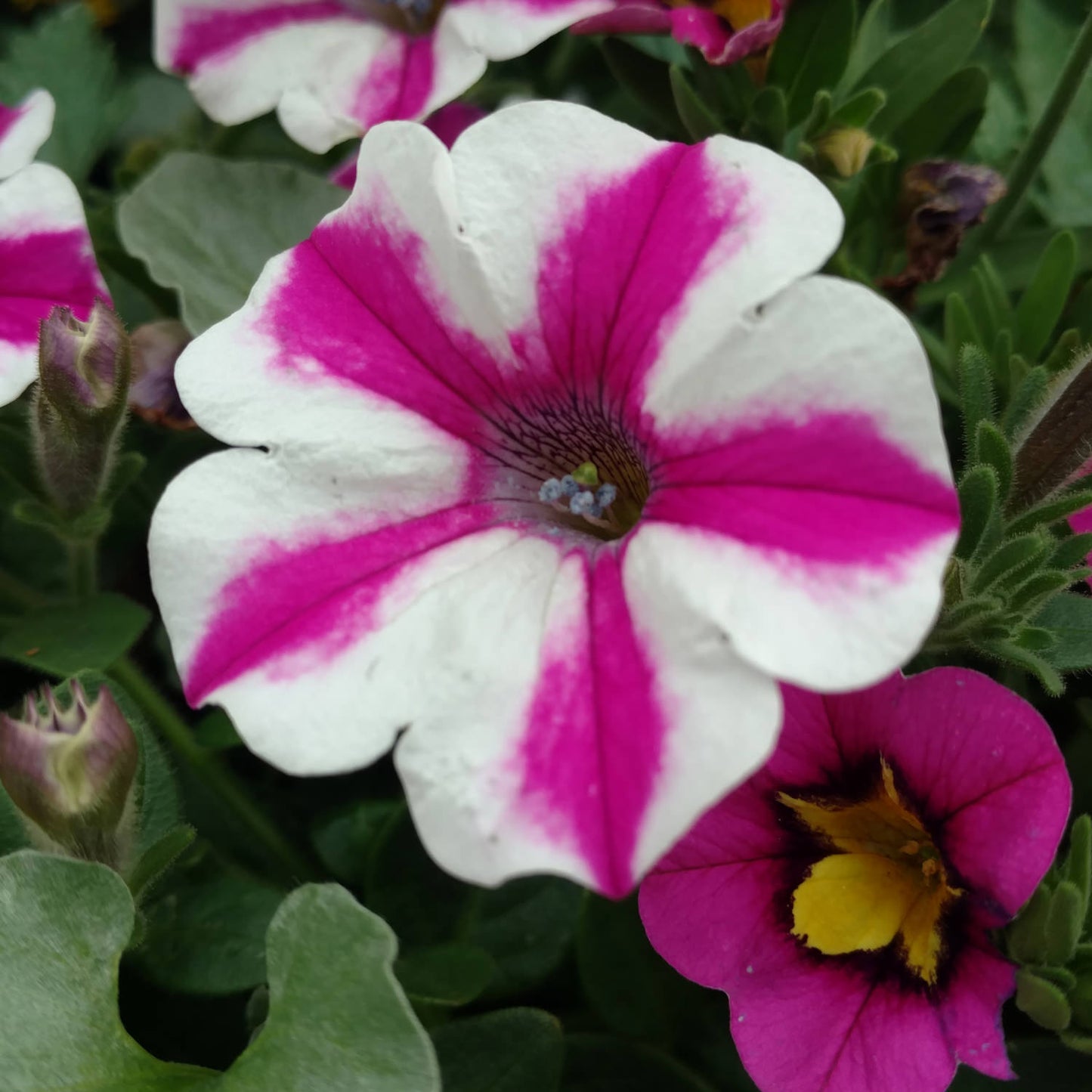 Supertunia® Lovie Dovie™ Petunia - Photo Property of Garden Crossings LLC