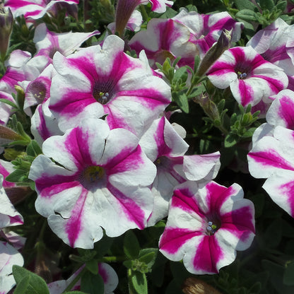 Supertunia® Lovie Dovie™ Petunia - Photo Property of Garden Crossings LLC