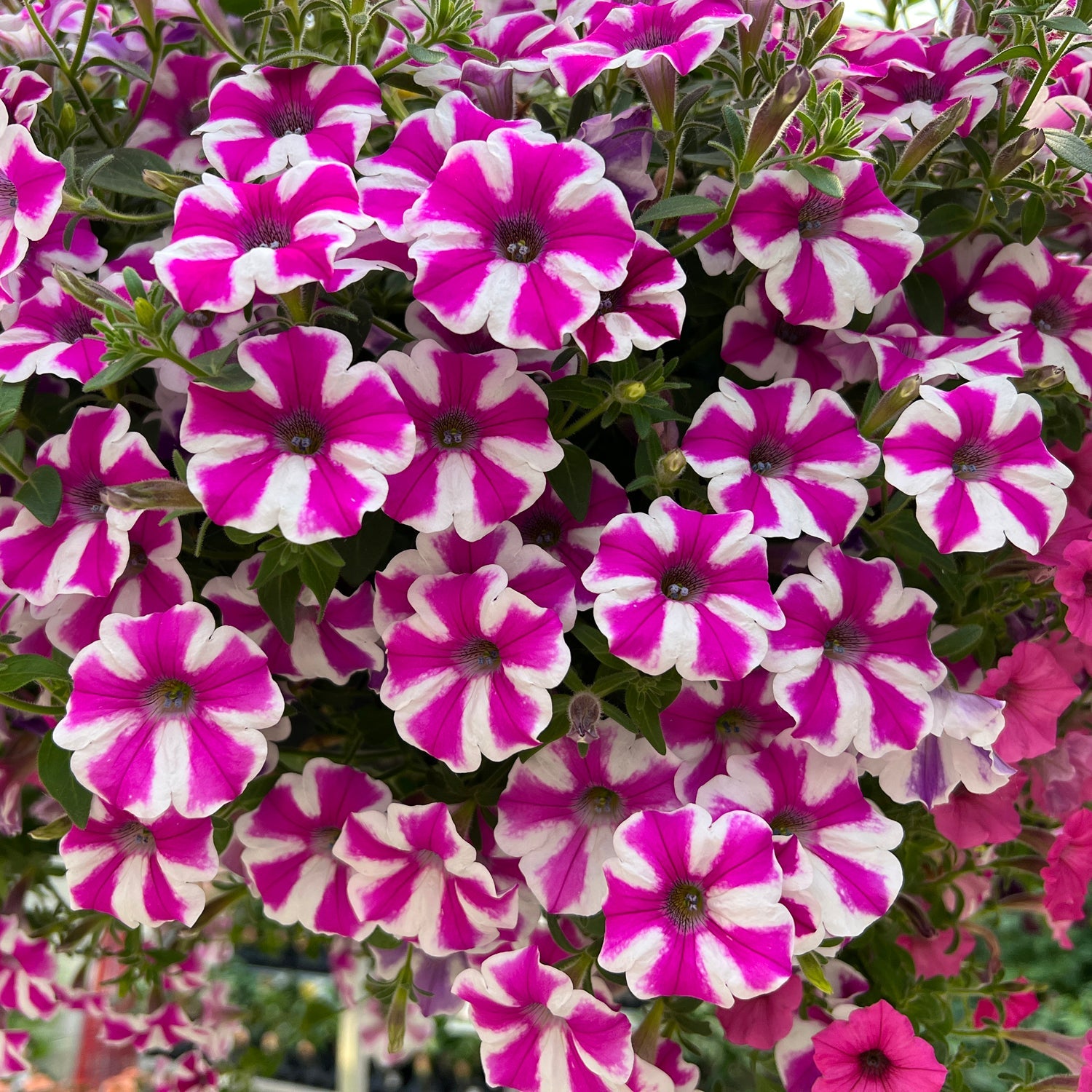 A cluster of Supertunia® Lovie Dovie™ Petunias in full bloom displays striking bicolor striped petals with dark centers, set against lush green foliage - Photo Property of Garden Crossings LLC.