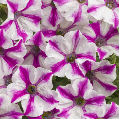 Supertunia® Lovie Dovie™ Petunia - Photo Courtesy of Proven Winners, Inc.