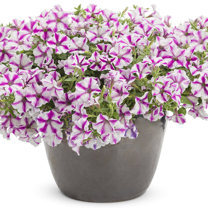 Supertunia® Lovie Dovie™ Petunia - Photo Courtesy of Proven Winners, Inc.