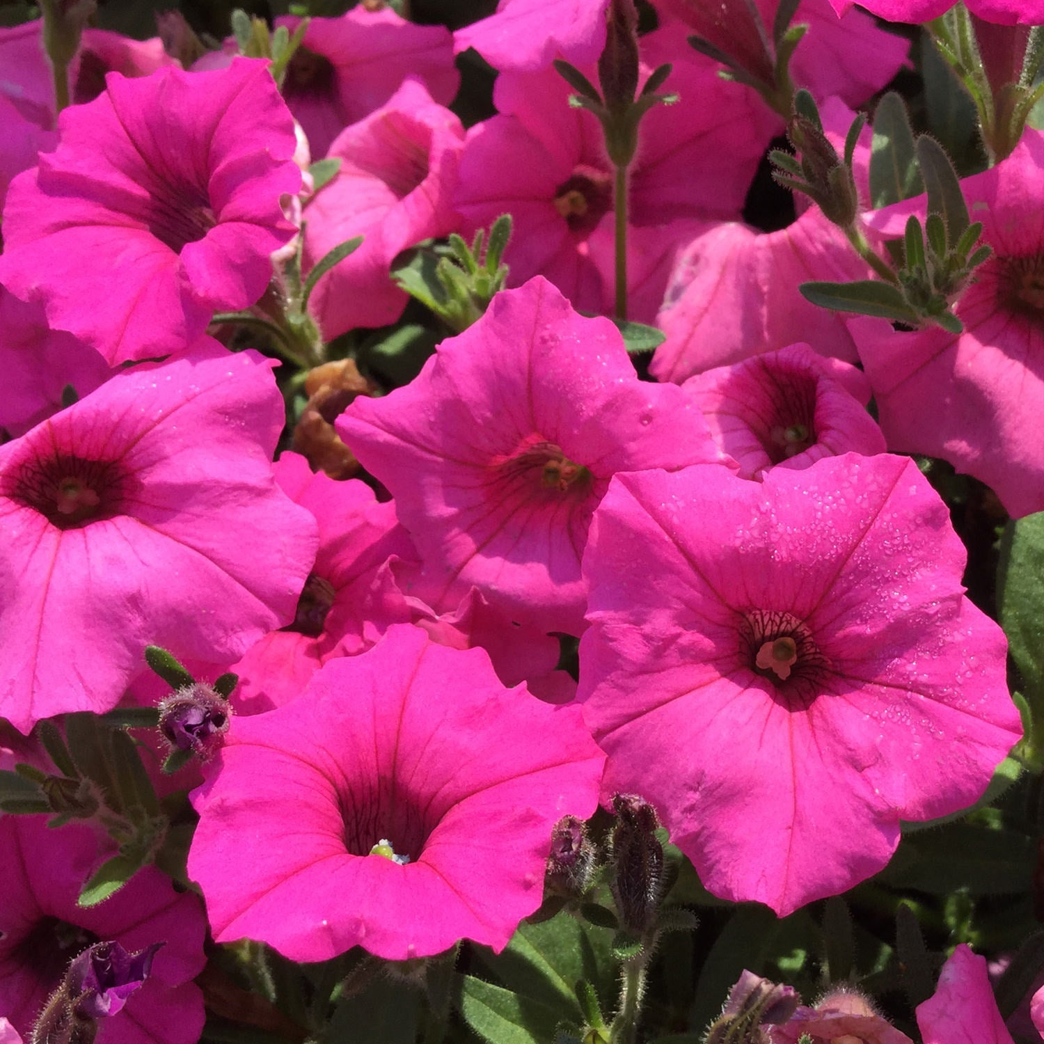 Supertunia® Mini Vista® Hot Pink Petunia blooms feature bright pink flowers with lush green leaves - Photo Property of Garden Crossings LLC.