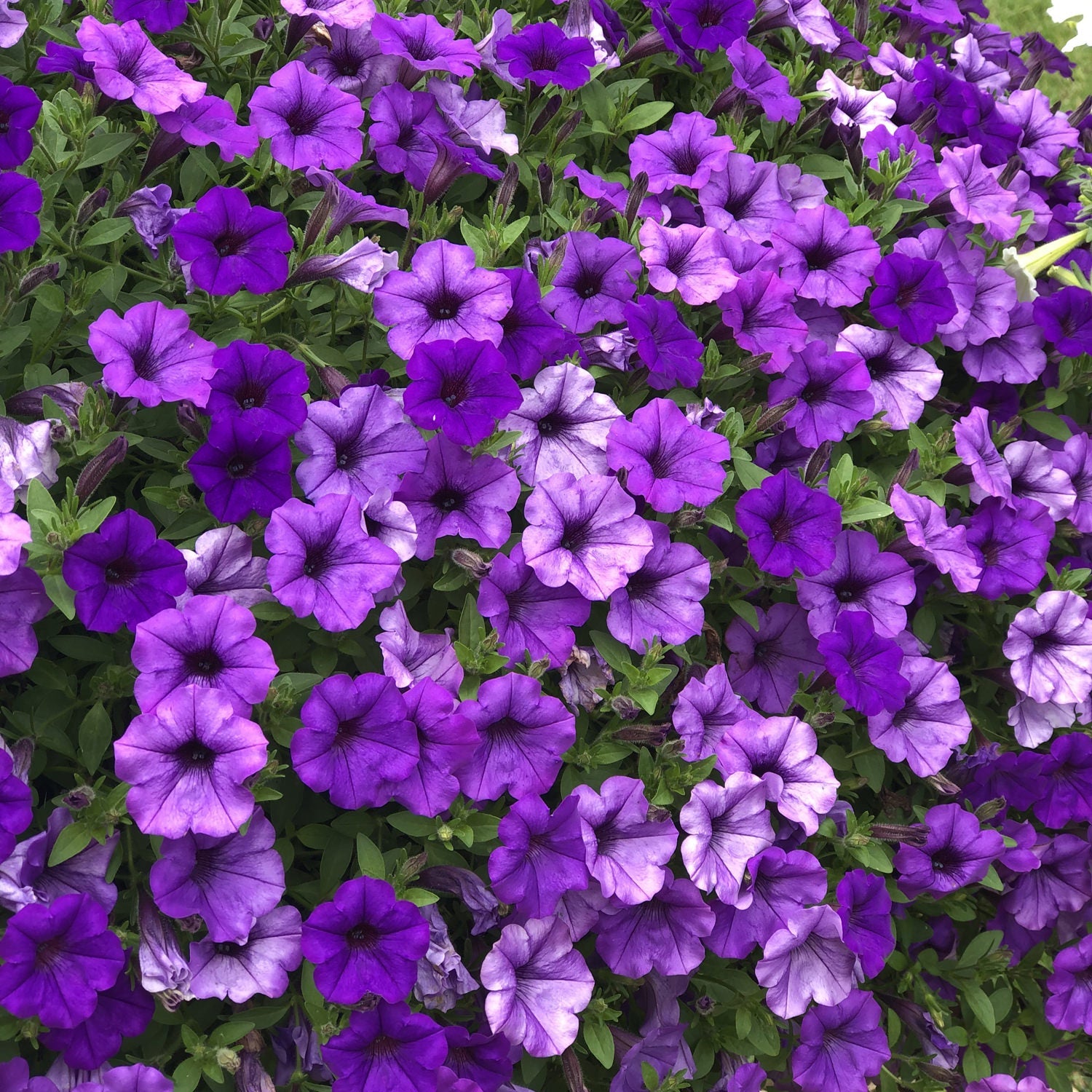A lush cluster of Supertunia® Mini Vista® Indigo Petunia with green leaves fills the image, displaying abundant deep purple-blue blooms in full flower - Photo Property of Garden Crossings LLC.