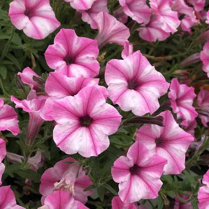 Supertunia® Mini Vista® Pink Star Petunia - Photo Property of Garden Crossings LLC