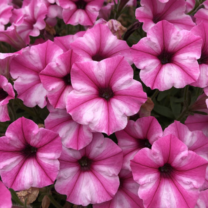 Supertunia® Mini Vista® Pink Star Petunia - Photo Property of Garden Crossings LLC