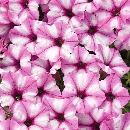 Supertunia® Mini Vista® Pink Star Petunia - Photo Courtesy of Proven Winners, Inc.