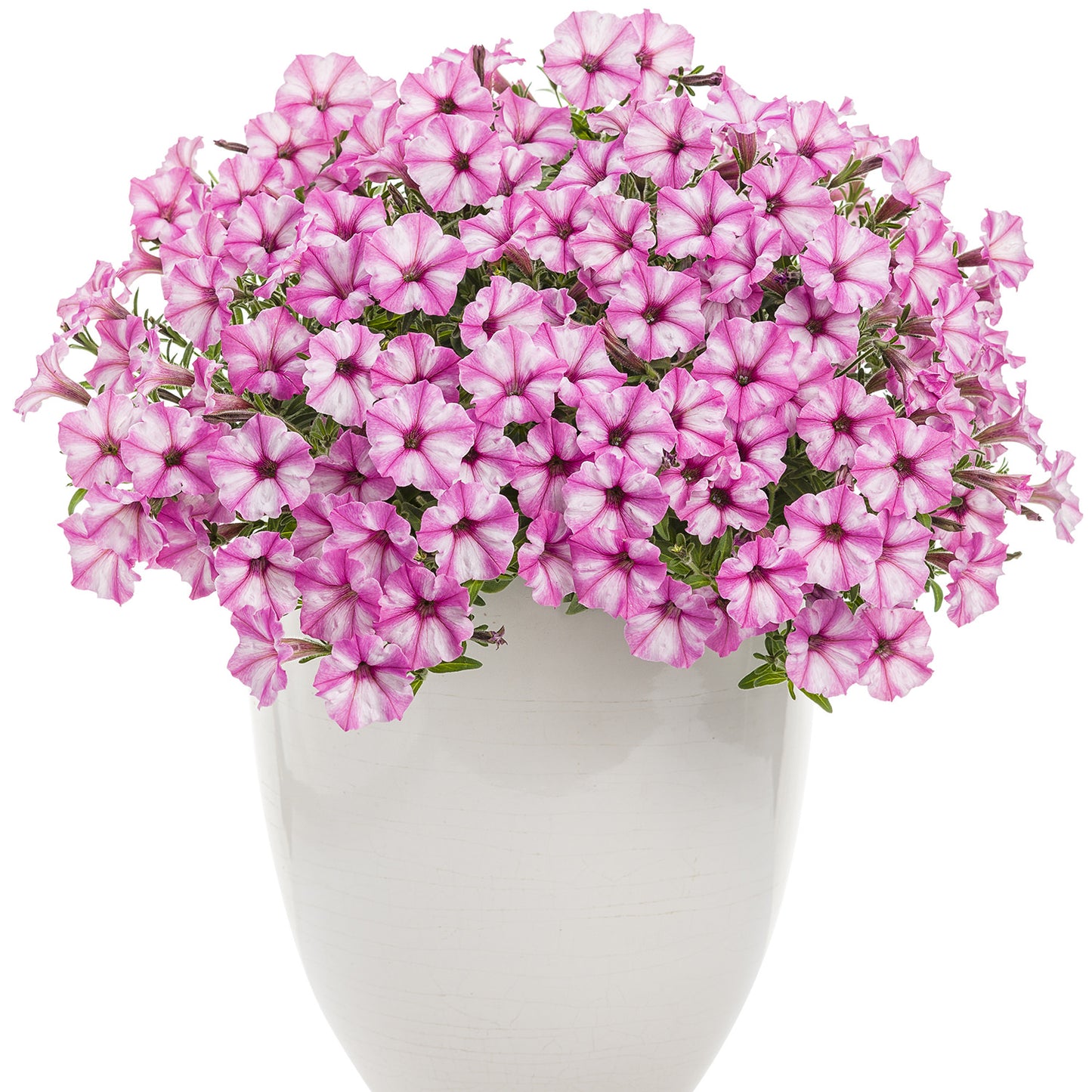 Supertunia® Mini Vista® Pink Star Petunia - Photo Courtesy of Proven Winners, Inc.