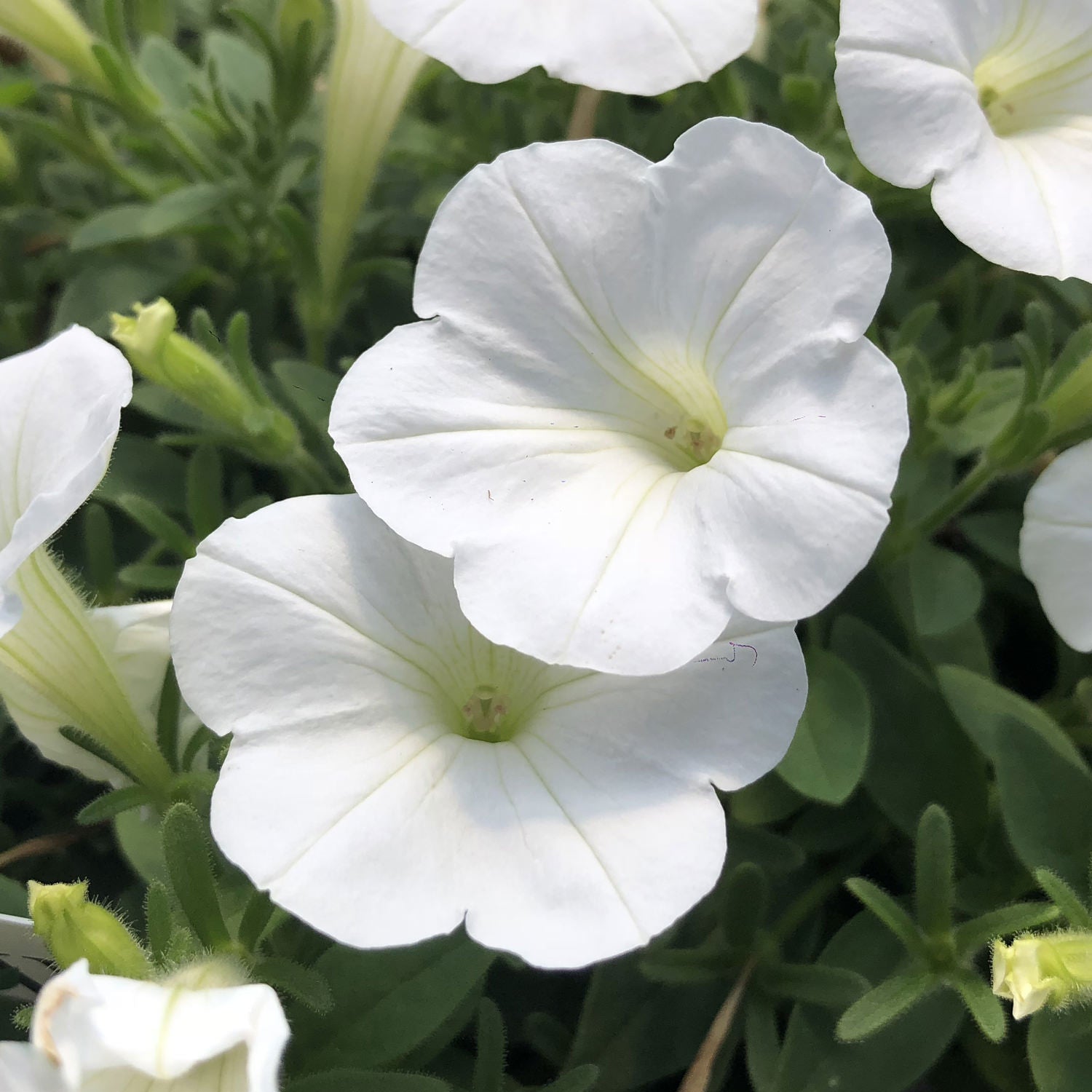 Two Supertunia® Mini Vista® White Petunia flowers bloom amid green leaves and buds, their delicate petals glowing in sunlight - Photo Property of Garden Crossings LLC.