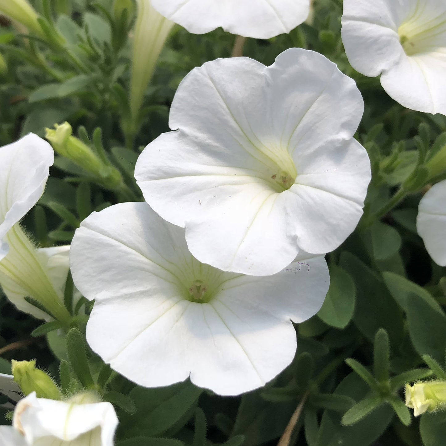 Supertunia® Mini Vista® White Petunia - Photo Property of Garden Crossings LLC