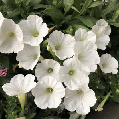 Supertunia® Mini Vista® White Petunia - Photo Property of Garden Crossings LLC