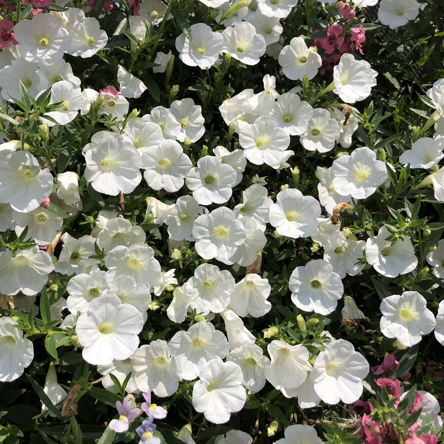 Supertunia® Mini Vista® White Petunia - Photo Property of Garden Crossings LLC
