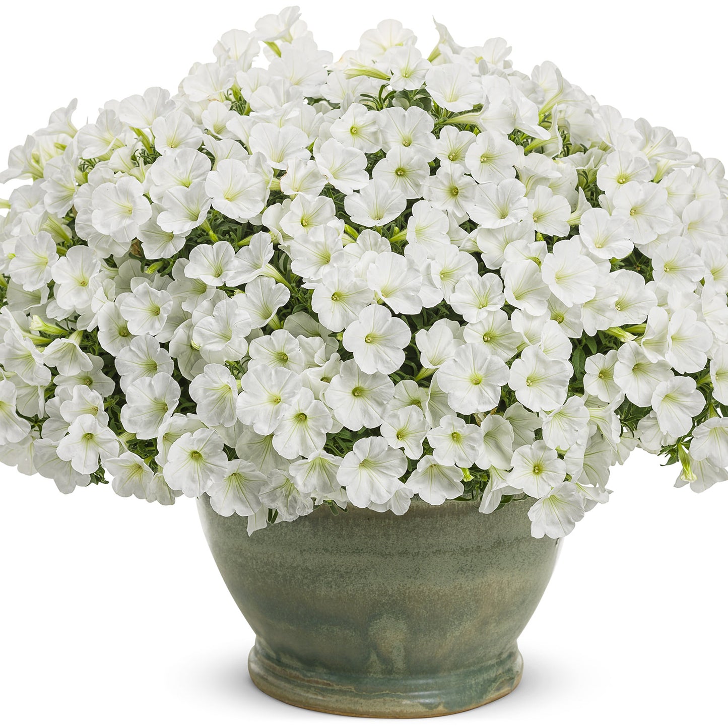 Supertunia® Mini Vista® White Petunia - Photo Courtesy of Proven Winners, Inc.