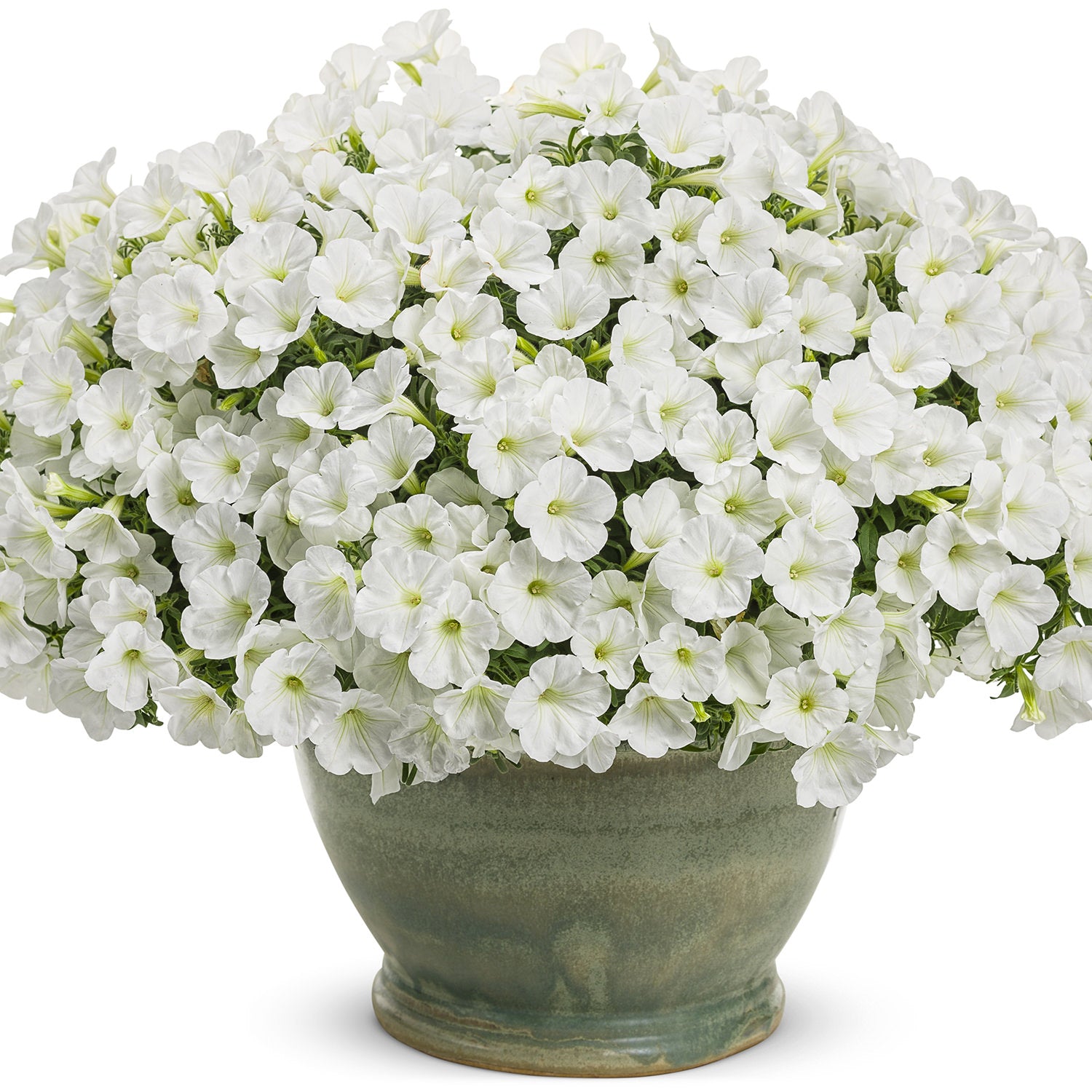 Supertunia® Mini Vista® White Petunia - Photo Courtesy of Proven Winners, Inc.