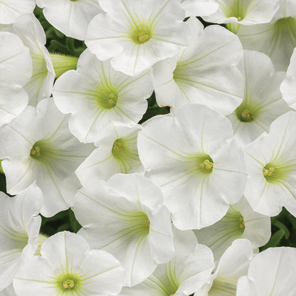 Supertunia® Mini Vista® White Petunia - Photo Courtesy of Proven Winners, Inc.