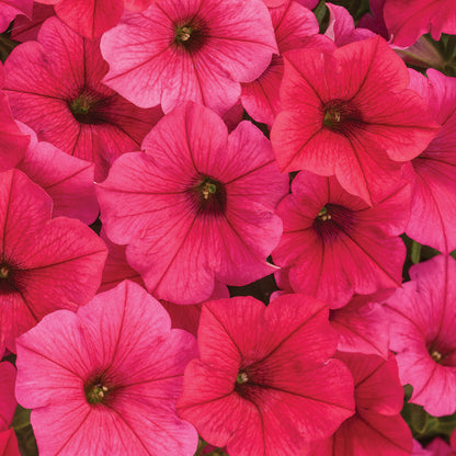 Supertunia Vista® Paradise Petunia - Photo Courtesy of Proven Winners, Inc.