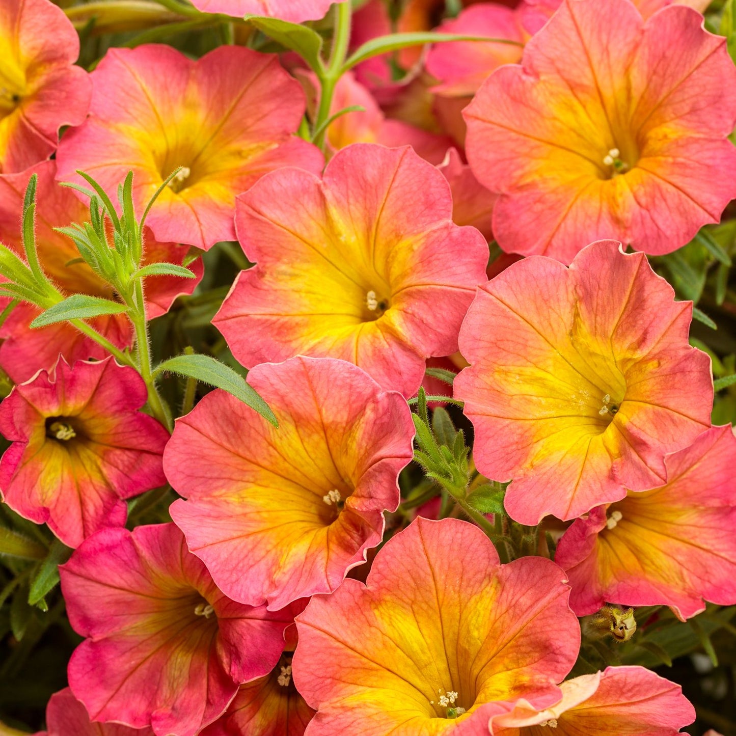 Supertunia® Persimmon Petunia - Photo Courtesy of Proven Winners, Inc.