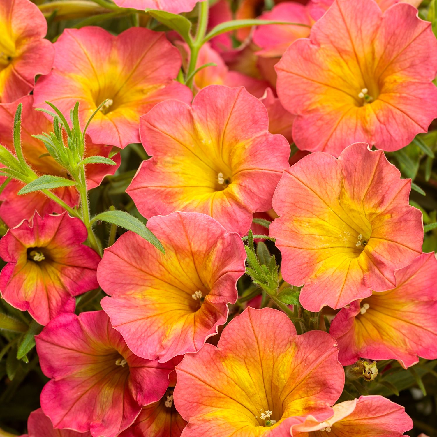 Supertunia® Persimmon Petunia - Photo Courtesy of Proven Winners, Inc.