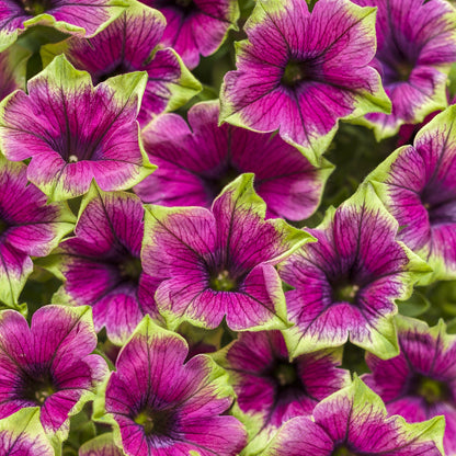 A cluster of vibrant Supertunia® Picasso In Purple® Petunia flowers displays green-tipped petals with dark purple veins, closely packed together and filling the entire frame - Photo Courtesy of Proven Winners, Inc.