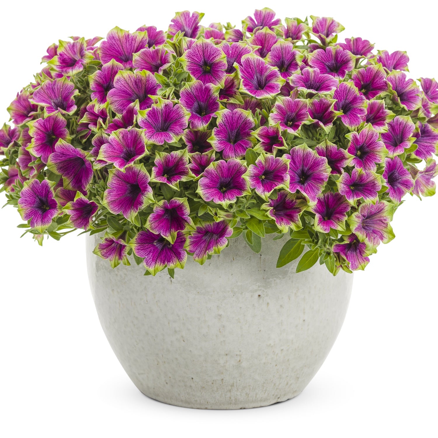 A white ceramic pot displays Supertunia® Picasso In Purple® Petunia, a bi-color variety with purple petals, dark centers, and green-edged ruffled leaves, set against a plain white background - Photo Courtesy of Proven Winners, Inc. Decorative pot not included.