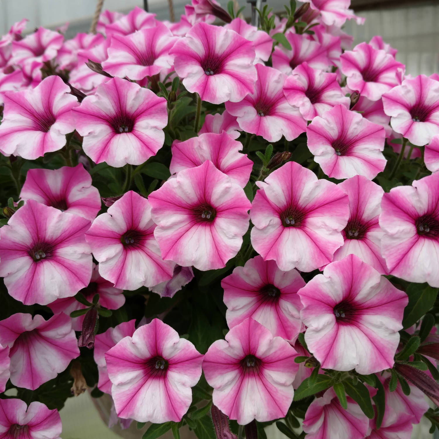 A cluster of Supertunia® Mini Vista® Pink Star Petunia displays bi-color blooms with white petals edged in vibrant pink and dark pink centers, set against lush green foliage for a stunning, colorful effect - Photo Property of Garden Crossings LLC.