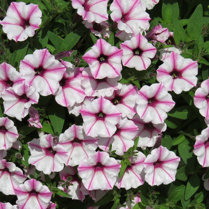 Supertunia® Mini Vista® Pink Star Petunia - Photo Property of Garden Crossings LLC