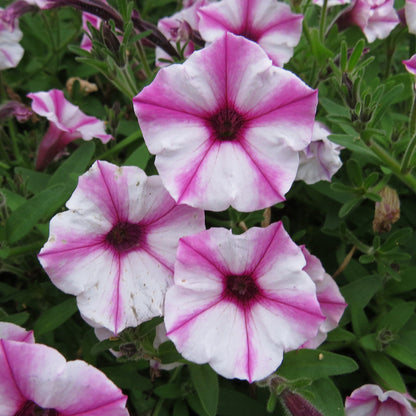 Supertunia® Mini Vista® Pink Star Petunia - Photo Property of Garden Crossings LLC