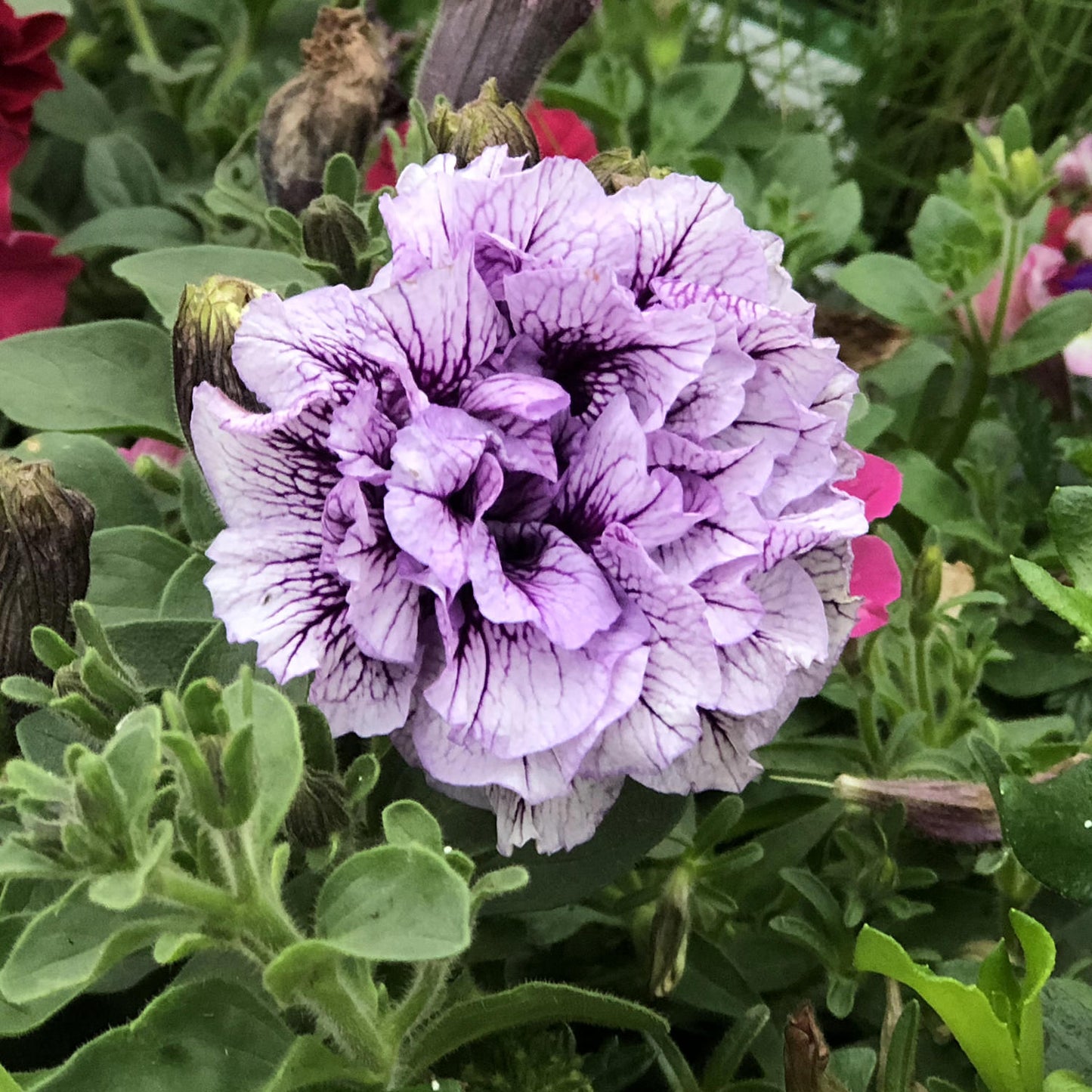 A close-up of a Supertunia® Priscilla® Petunia shows its ruffled pale purple double blooms with dark purple veins, set among green leaves and several buds and blossoms in the background - Photo Property of Garden Crossings LLC.