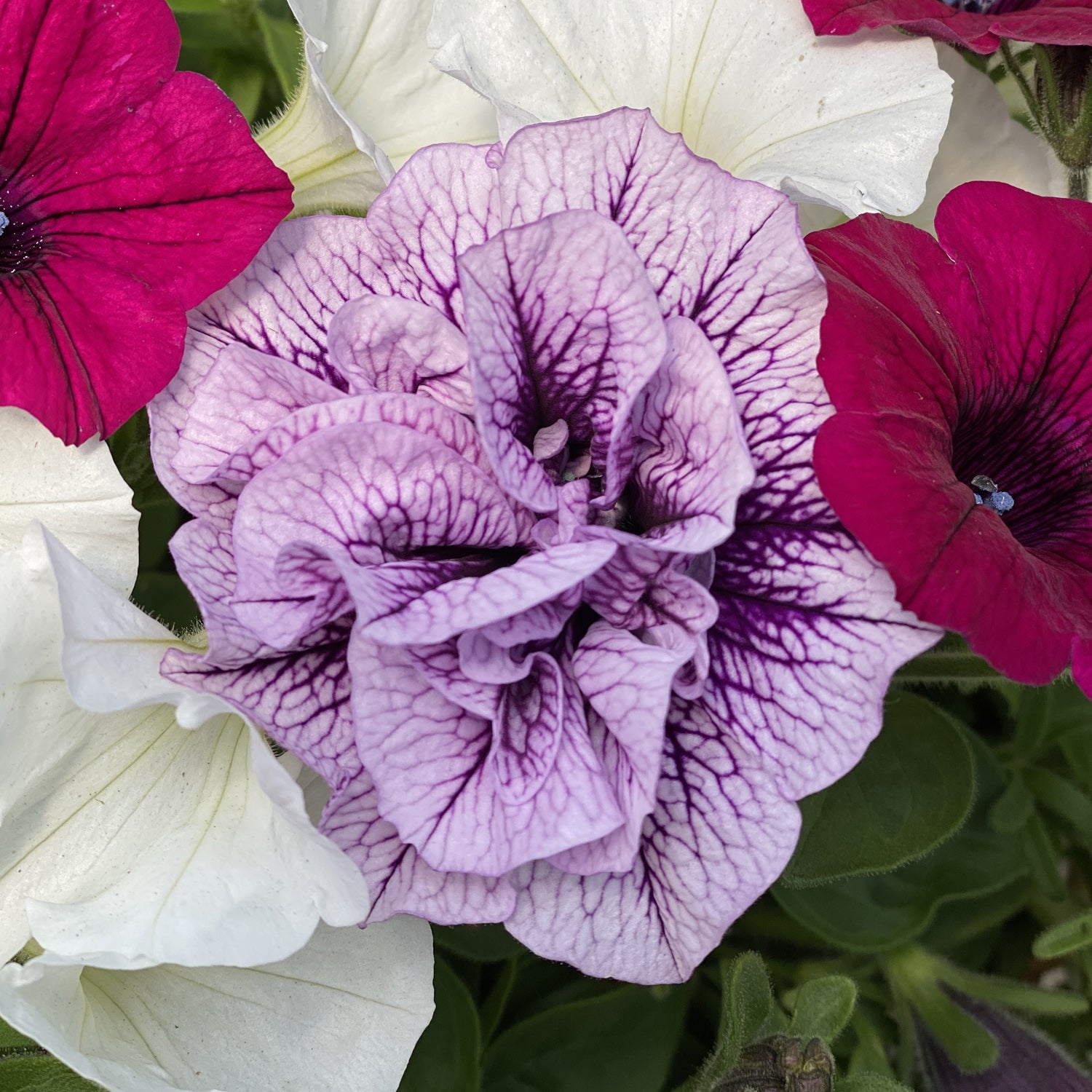 A close-up of Supertunia® Priscilla® Petunia, featuring ruffled double purple blooms with dark veins, surrounded by white and magenta petunias and green leaves in the background - Photo Property of Garden Crossings LLC.