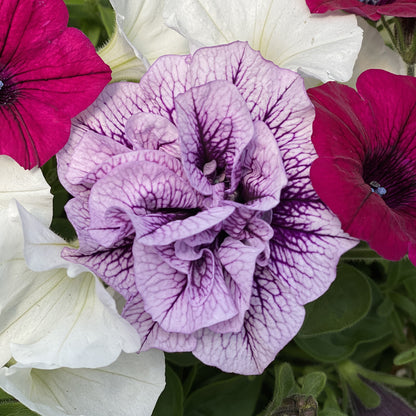 A close-up of Supertunia® Priscilla® Petunia, featuring ruffled double purple blooms with dark veins, surrounded by white and magenta petunias and green leaves in the background - Photo Property of Garden Crossings LLC.