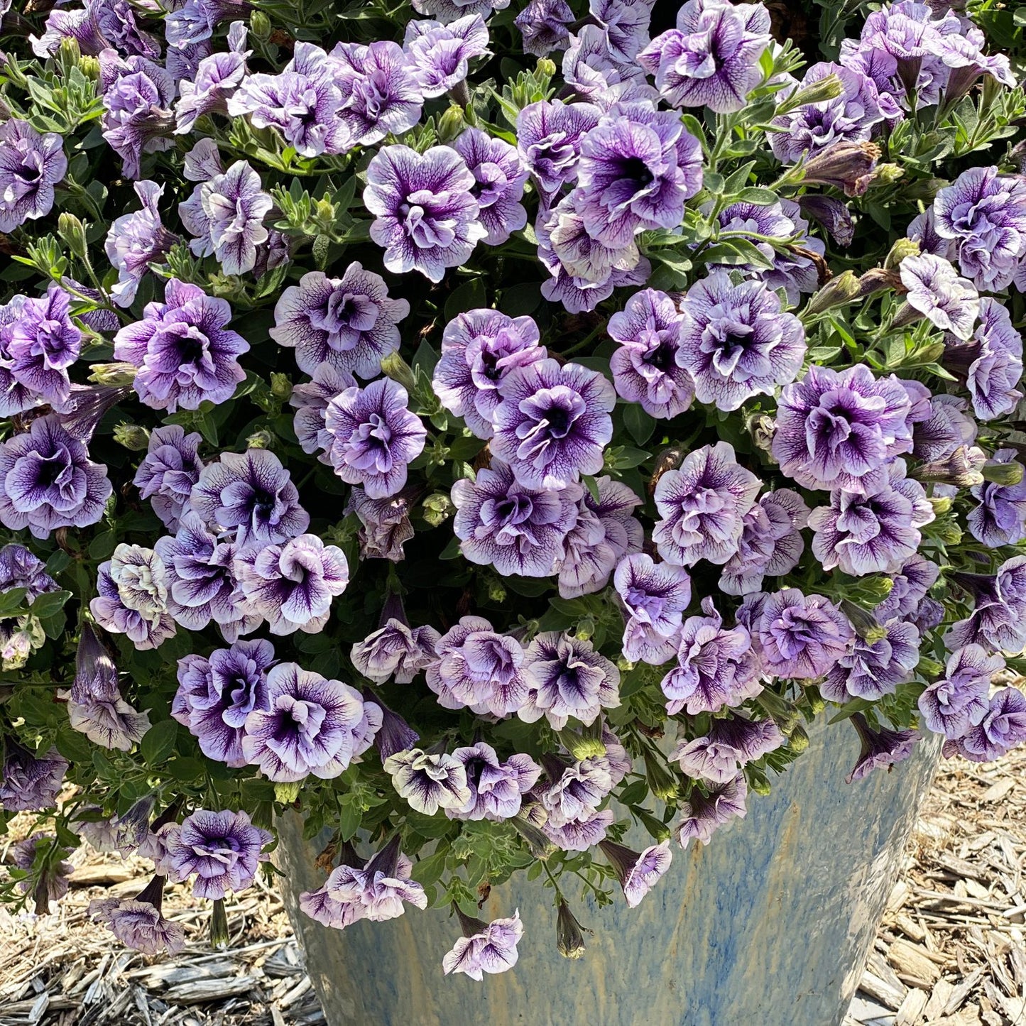 A large pot brimming with Supertunia® Priscilla® Petunias, featuring double ruffled blooms, sits outdoors on wood chips, surrounded by lush green leaves - Photo Property of Garden Crossings LLC. Decorative pot not included.